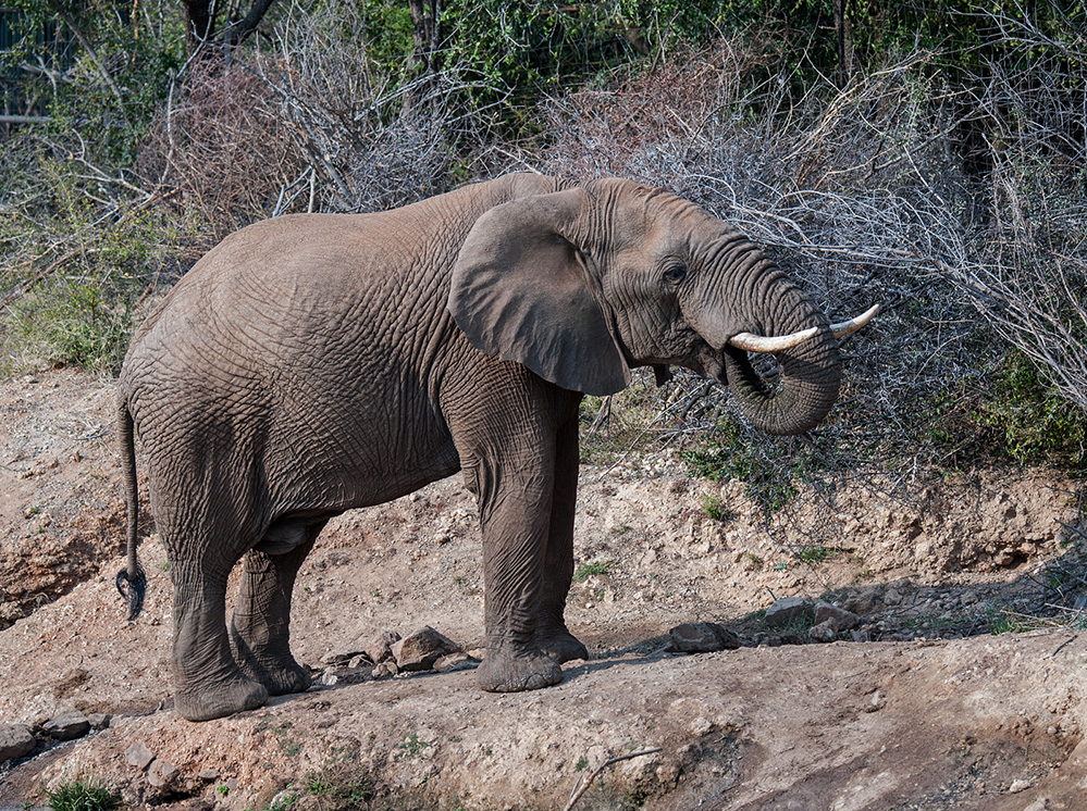 Madikwe Game Reserve Elephant Posing